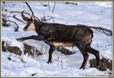 CHAMOIS